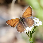 Purplish Copper on Yarrow?