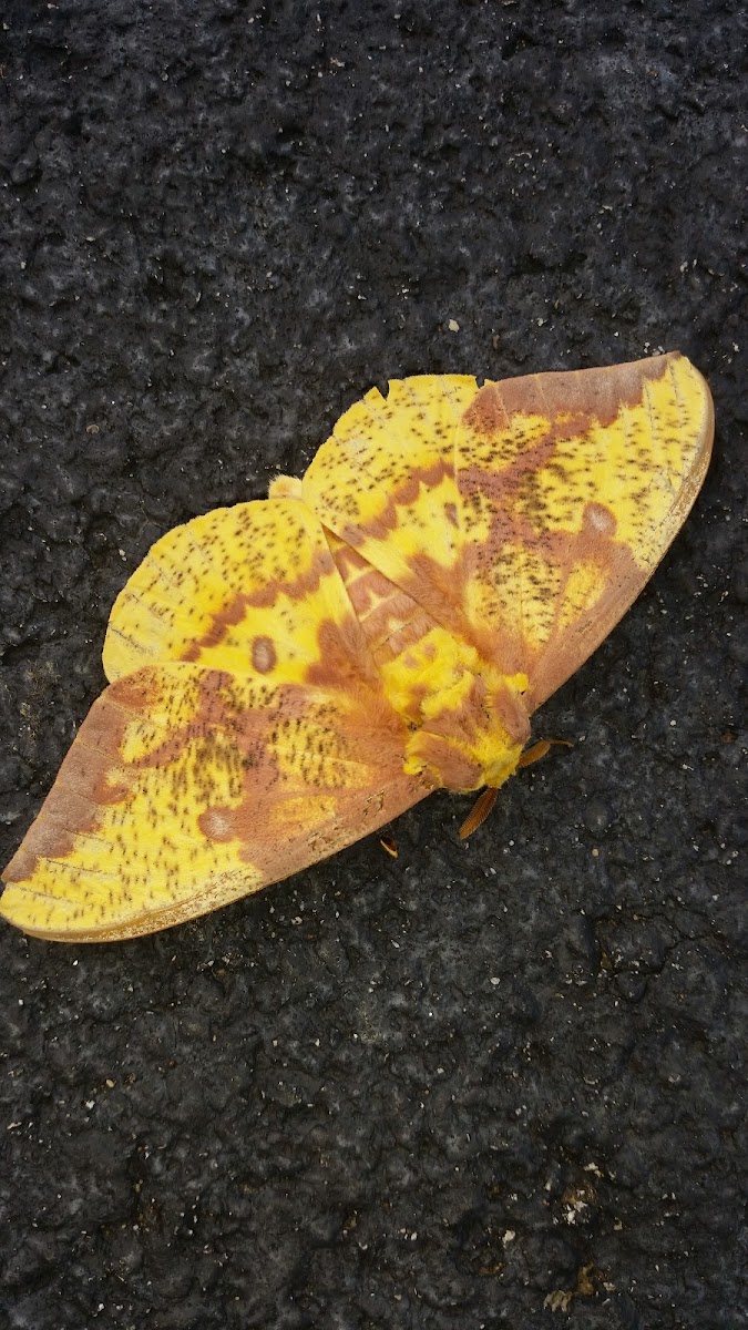 Imperial Moth