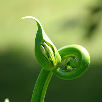 Bocciolo di agapanthus ... un po' anormale! di 