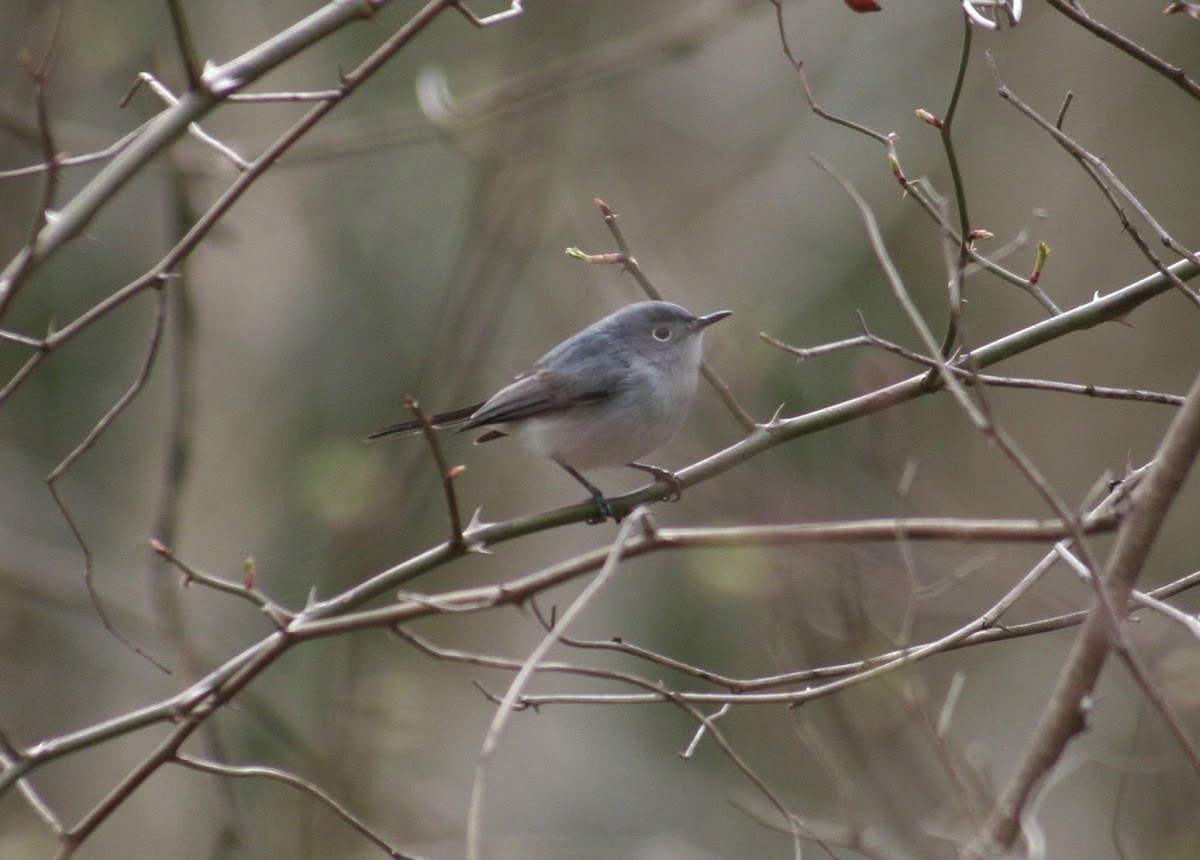 Blue-Gray Gnatcatcher