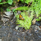 California Tortoiseshell