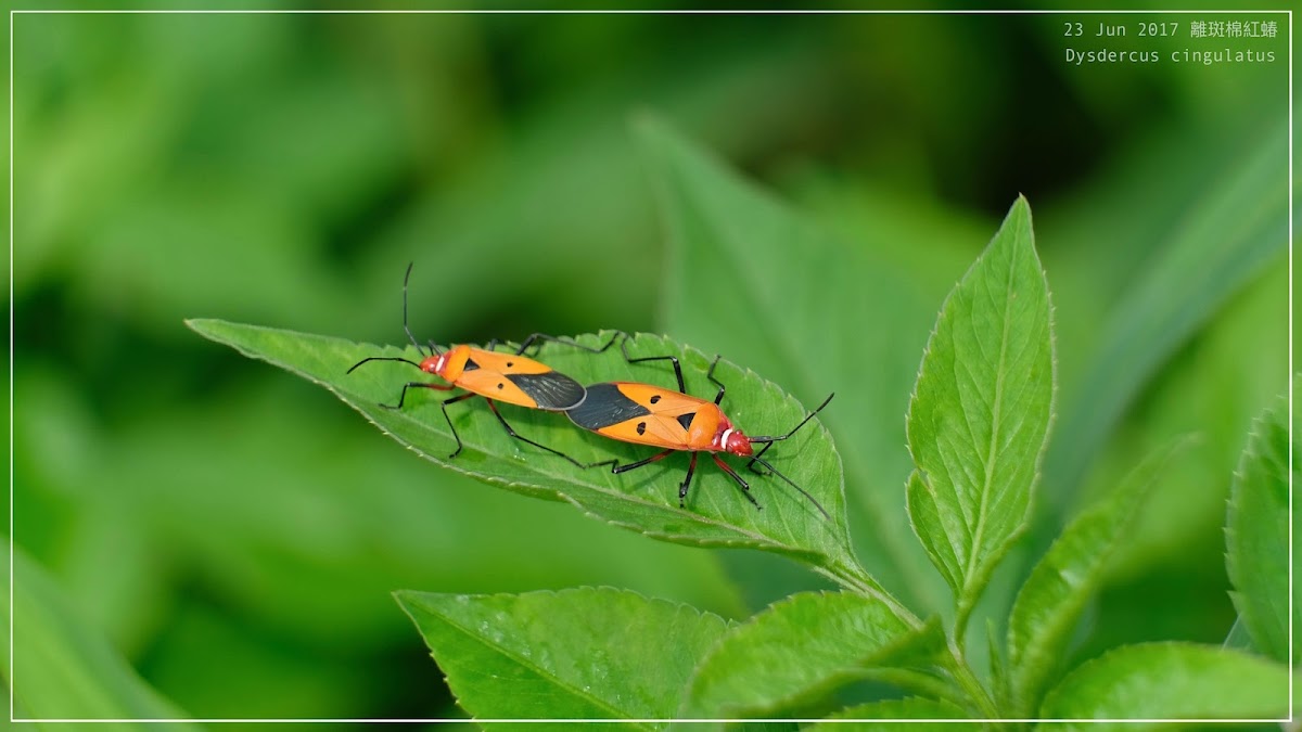 Dysdercus cingulatus 離斑棉紅蝽