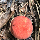 Red Mushroom