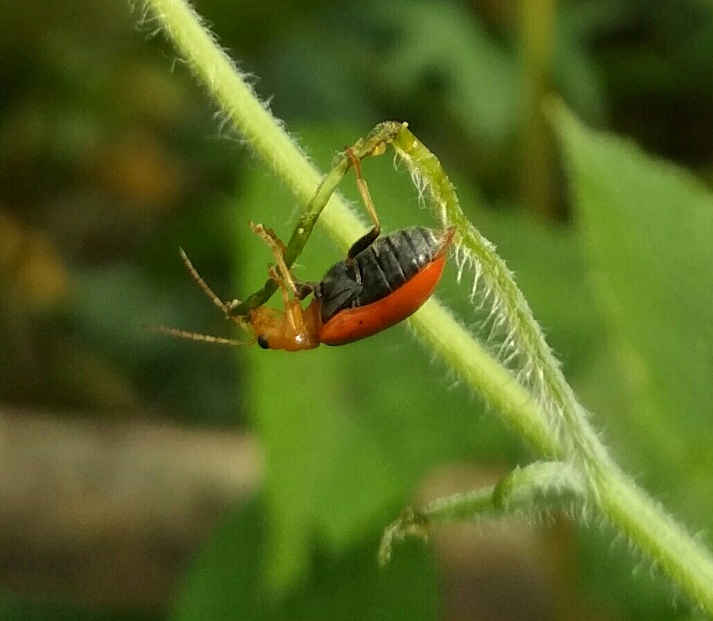 Cucurbits leaf beetle