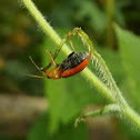 Cucurbits leaf beetle