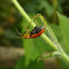 Cucurbits leaf beetle