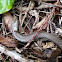 Northern alligator lizard