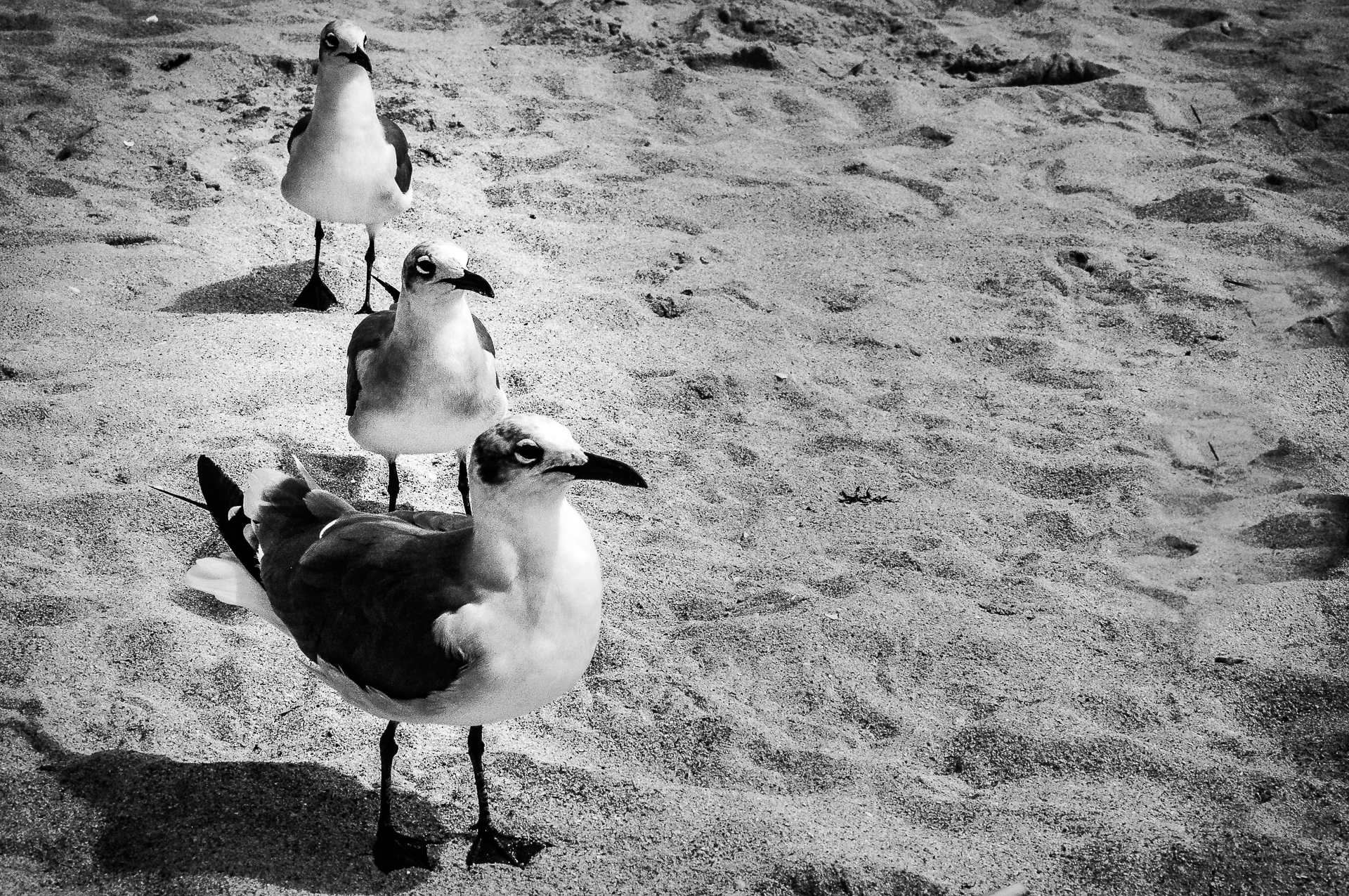 In fila per 3 di marikarossiphotography