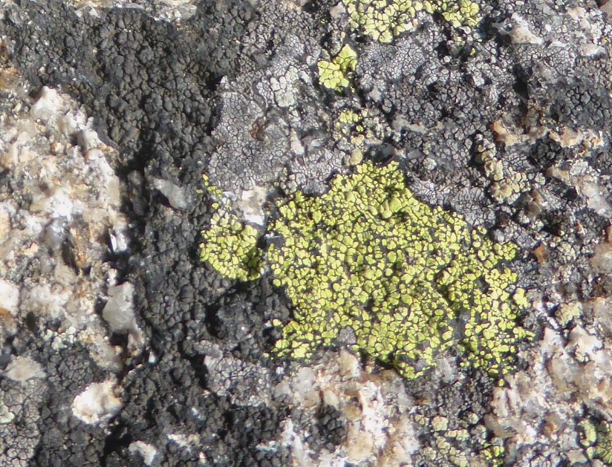 Map Lichen