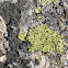 Map Lichen