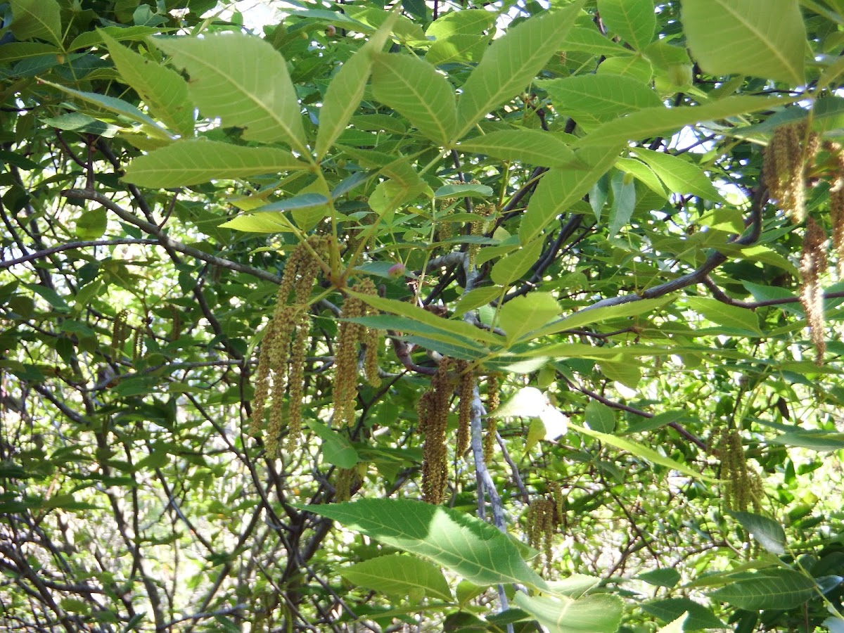 Pignut Hickory