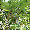 Pignut Hickory