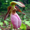 Pink Lady's Slipper