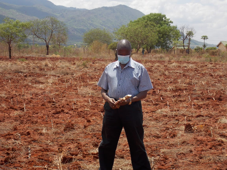 Agriculture executive Davis Mwangoma inspects cassava at the bulking nursery at the County Agricultural Showground in Voi