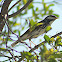 Blackpoll Warbler