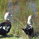 Muscovy duck