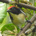 Scarlet-backed Flowerpecker