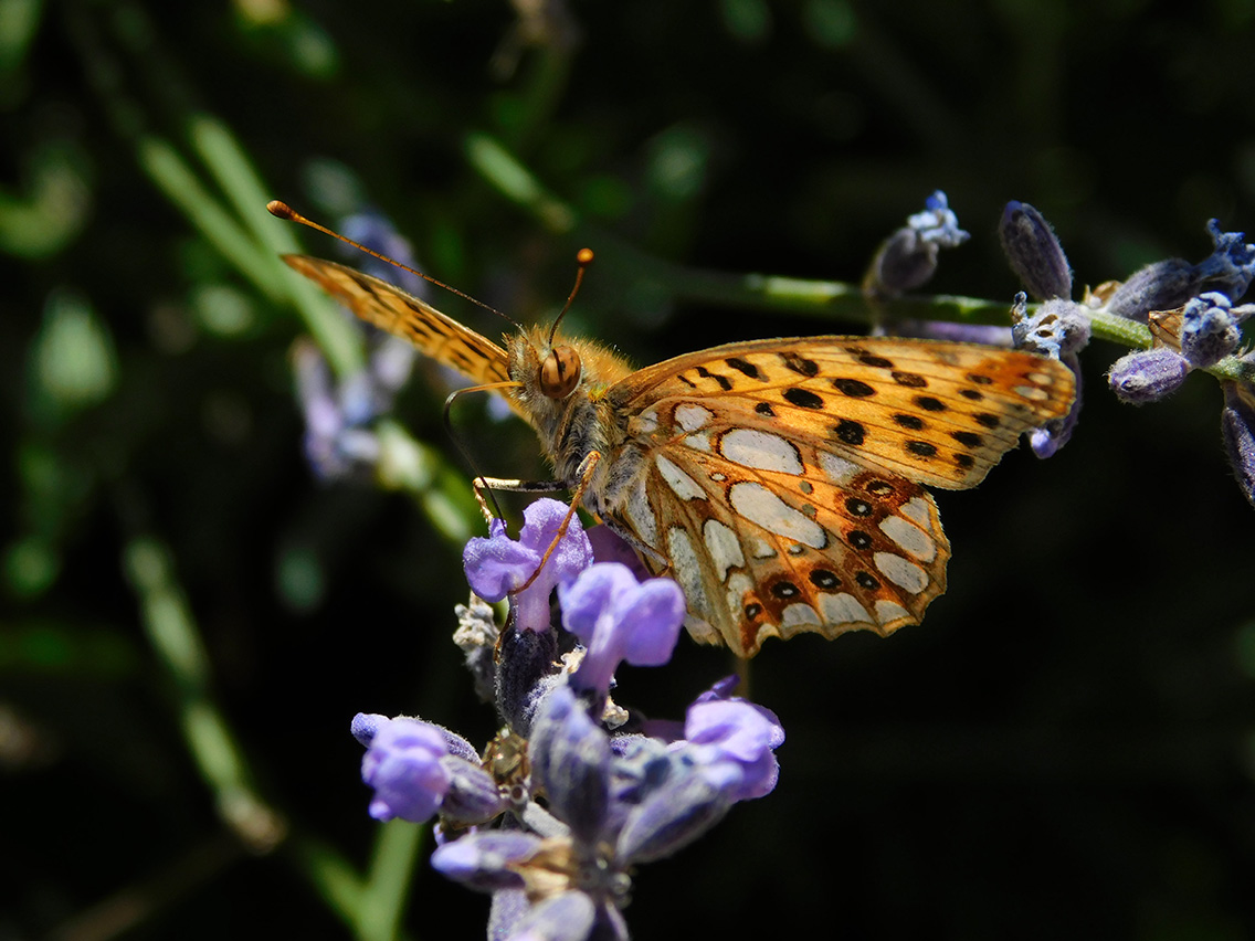 Pranzo con nettare di fiore di lavanda di Carmine