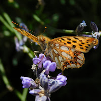 Pranzo con nettare di fiore di lavanda di Carmine