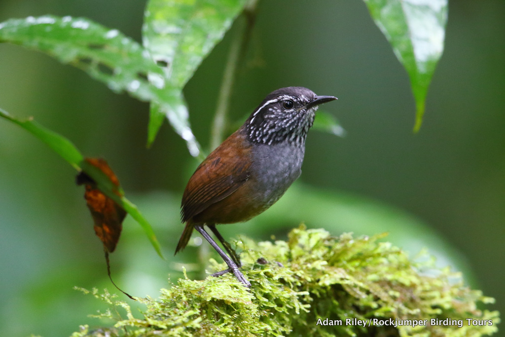 Grey-breasted Wood Wren