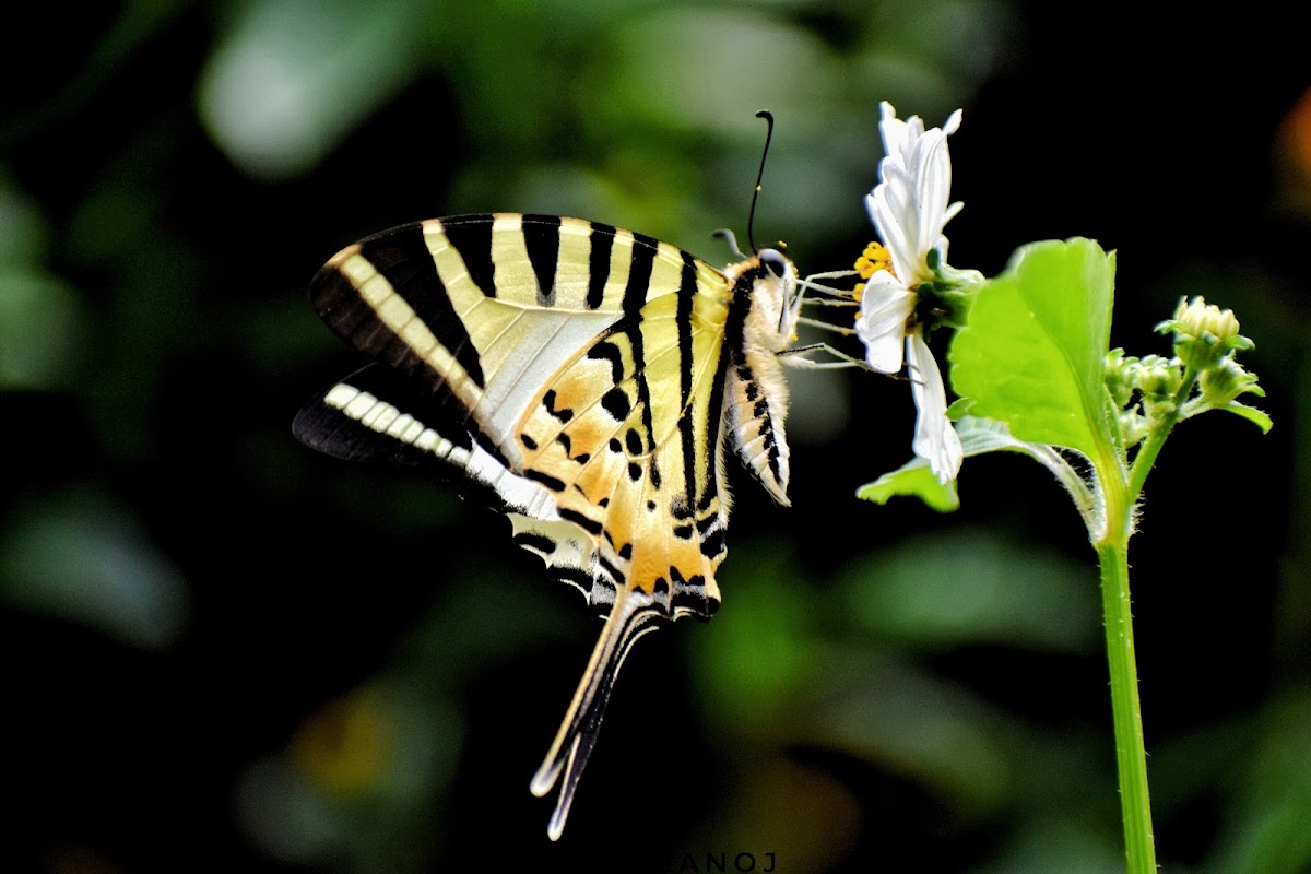 Five-Bar Swordtail / Kite Swallowtail Butterfly / तरवार-पुच्छरे पुतलीको प्रजाती