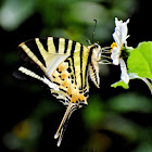 Five-Bar Swordtail / Kite Swallowtail Butterfly / तरवार-पुच्छरे पुतलीको प्रजाती