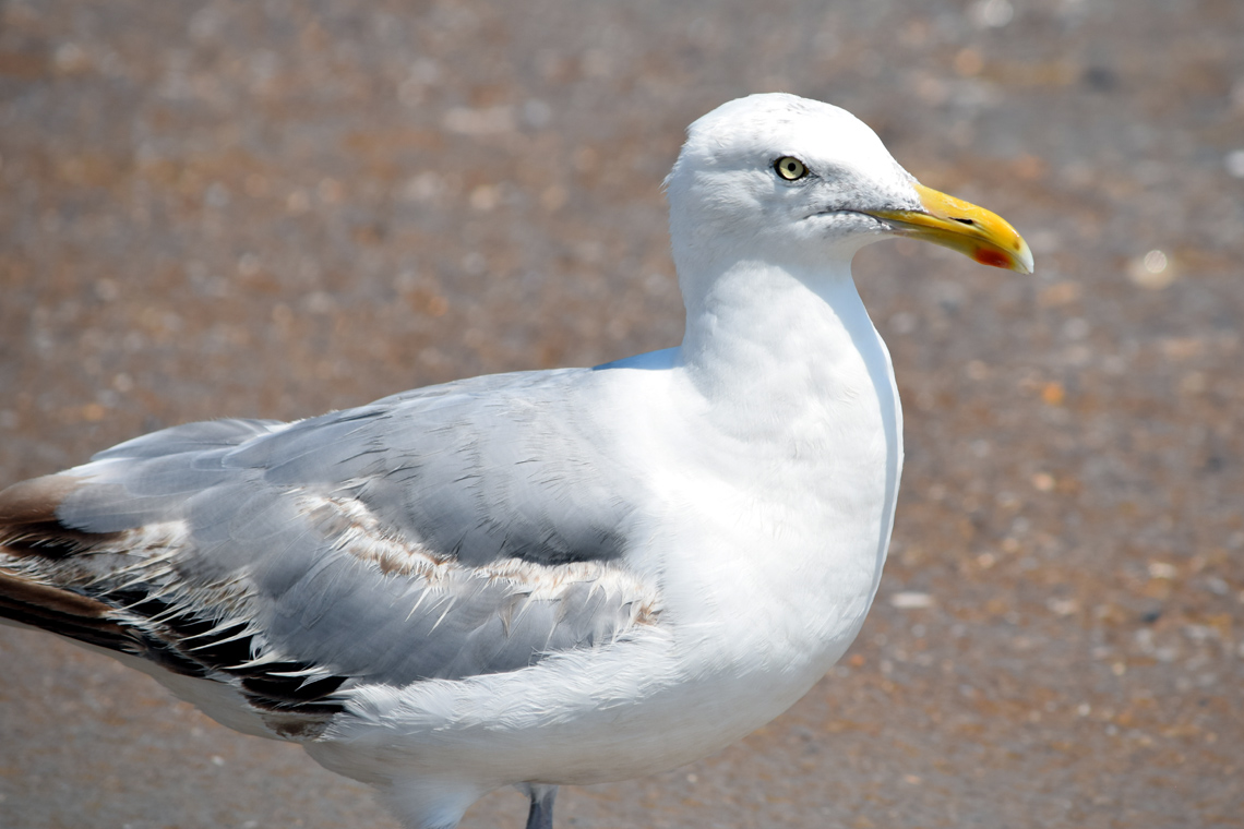 Iceland Gull (Thayer’s)