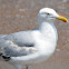 Iceland Gull (Thayer’s)