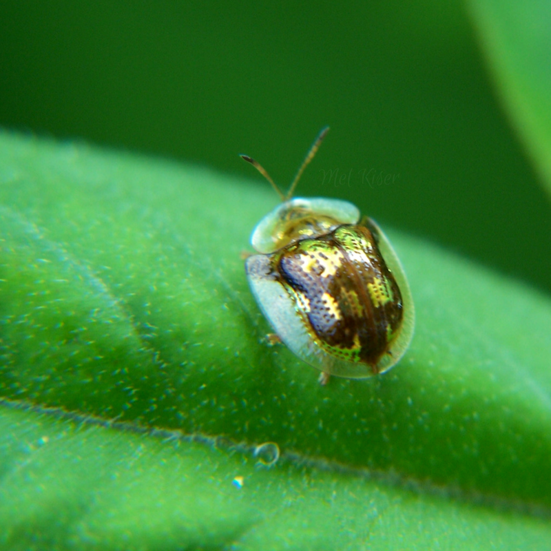 Mottled Tortoise Beetle