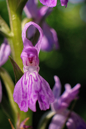 Dactylorhiza elata