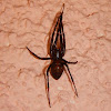 Orb weaving cave spider