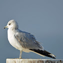 Common gull