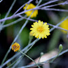 Narrowleaf Silkgrass