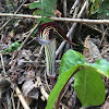 Jack-in-the-Pulpit