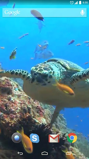 Sea Turtle Live Wallpaper