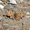 Satyr Comma