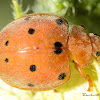 melon ladybird beetle