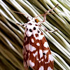 Pseudohilaris Lichen Moth