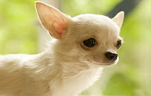 Chihuahua Dogs Wallpapers Chihuahua Dogs HD small promo image
