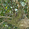 Brown-throated Sloth, (Three-toed)