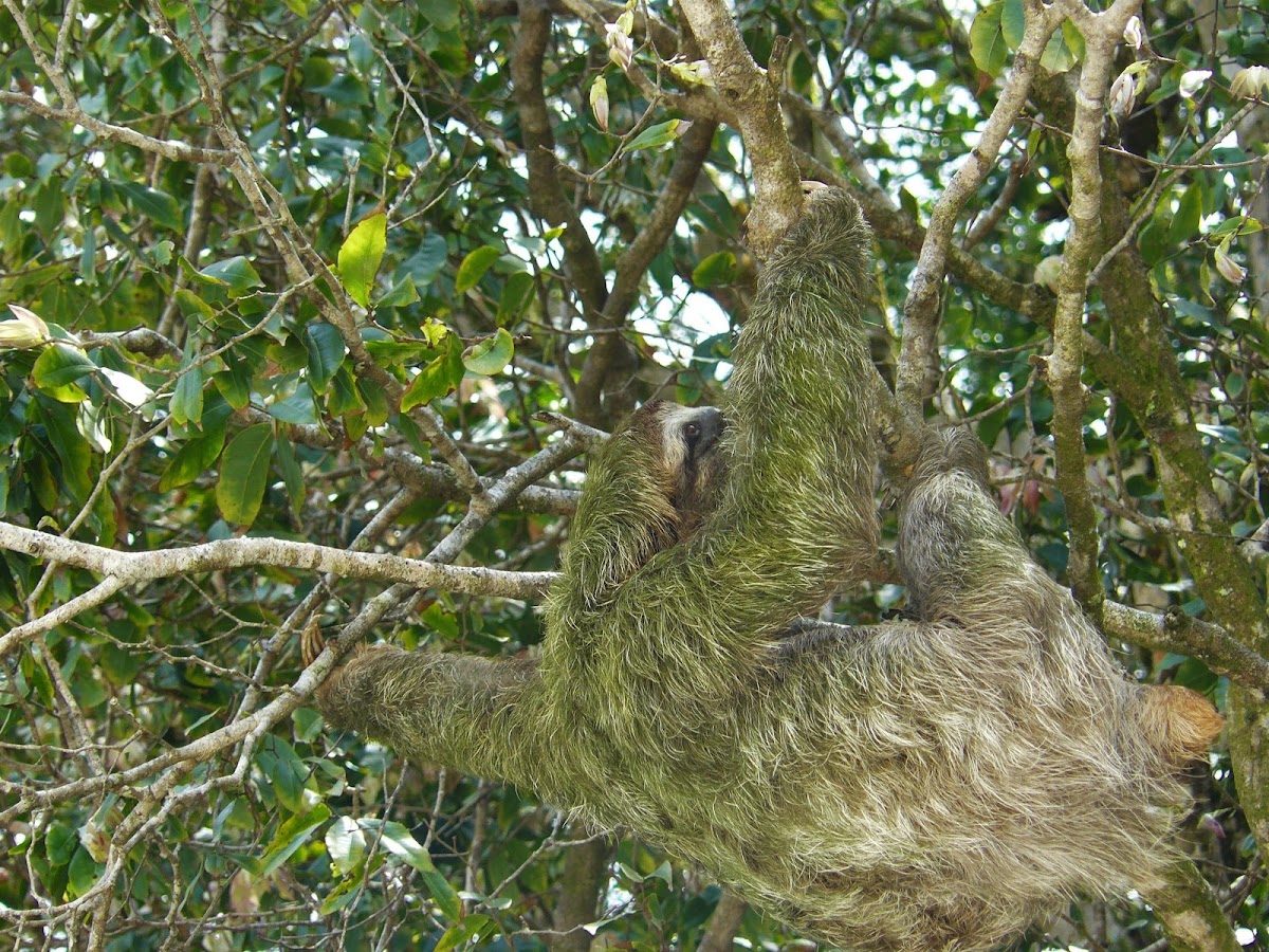 Brown-throated Sloth, (Three-toed)