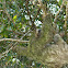 Brown-throated Sloth, (Three-toed)