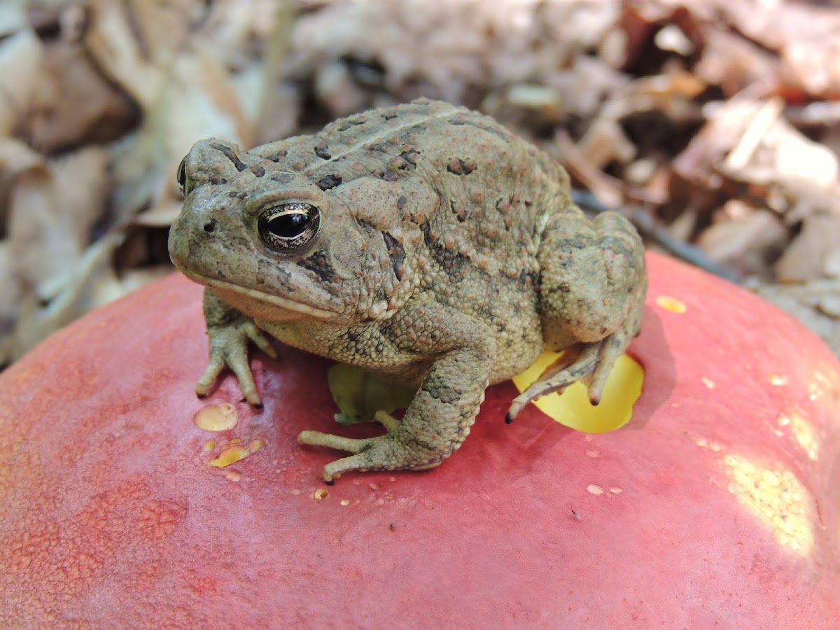 Eastern American Toad