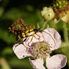 Black and Yellow Longhorn Beetle