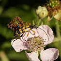 Black and Yellow Longhorn Beetle