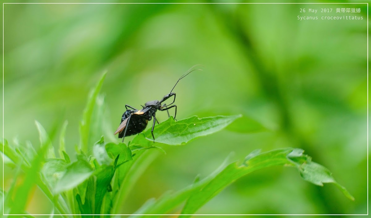 Sycanus croceovittatus 黄帶犀獵蝽