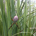 Argiope Spider