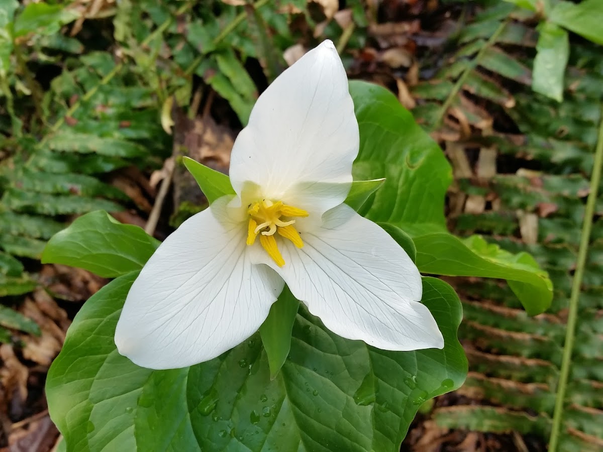 Trillium