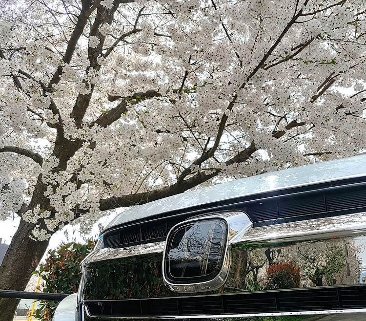 ステップワゴンスパーダの4月も宜しくお願いします🌸・サクラと愛車・桜コラボ・ステップワゴン・大阪の桜に関するカスタム事例の投稿画像12枚目