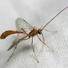 Enicospilus Wasp